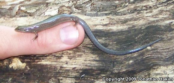 Little Brown Skink (Scincella lateralis)