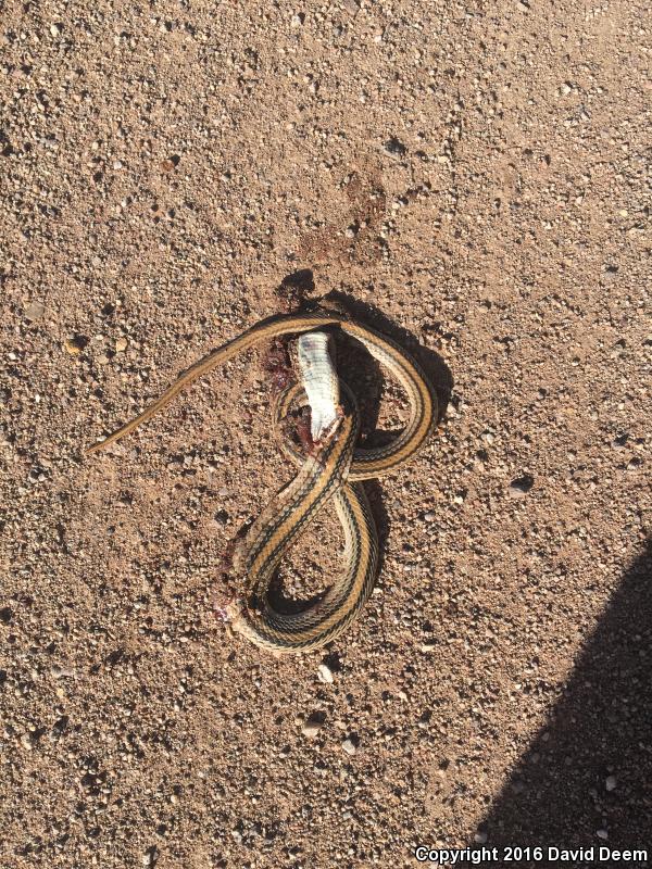 Big Bend Patch-nosed Snake (Salvadora hexalepis deserticola)