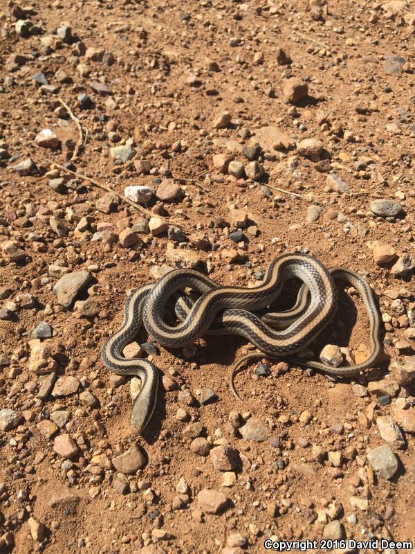 Mountain Patch-nosed Snake (Salvadora grahamiae grahamiae)