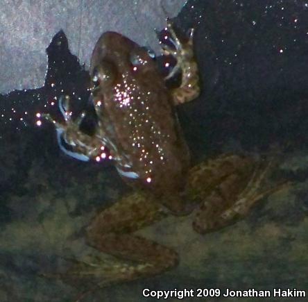 Northern Green Frog (Lithobates clamitans melanota)