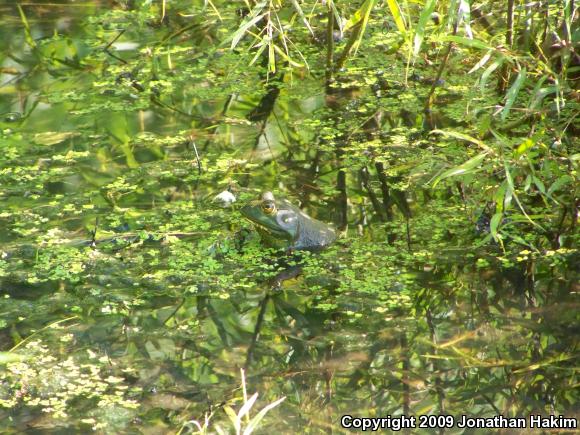 American Bullfrog (Lithobates catesbeianus)