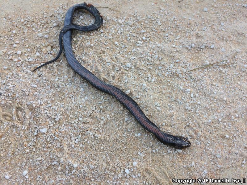 Eastern Indigo Snake (Drymarchon couperi)