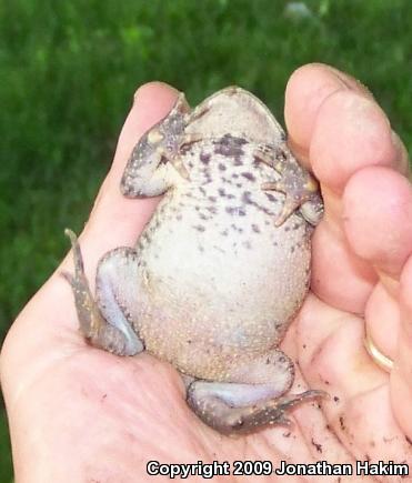 Eastern American Toad (Anaxyrus americanus americanus)