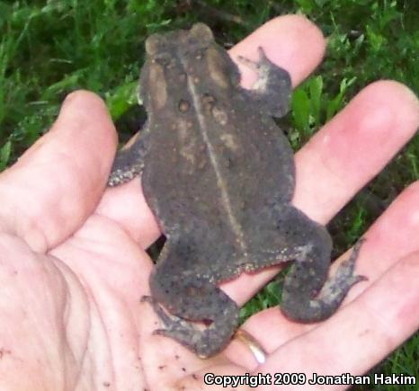 Eastern American Toad (Anaxyrus americanus americanus)