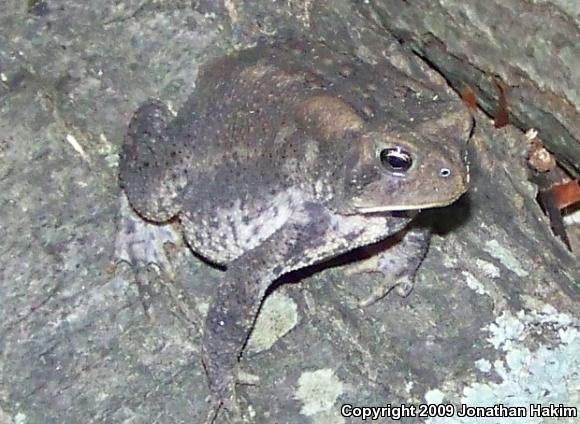 Eastern American Toad (Anaxyrus americanus americanus)