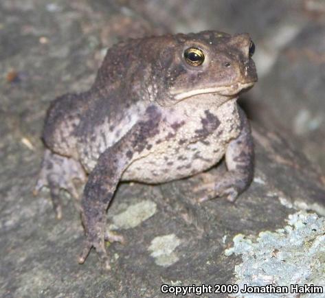 Eastern American Toad (Anaxyrus americanus americanus)