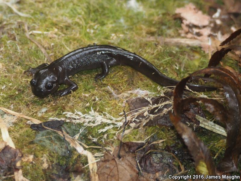 Northwestern Salamander (Ambystoma gracile)