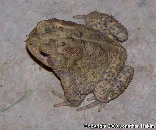 Eastern American Toad (Anaxyrus americanus americanus)