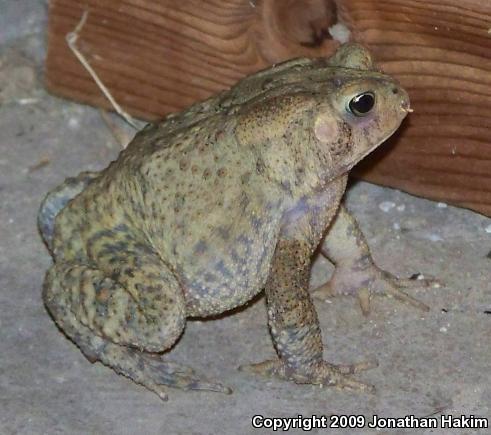 Eastern American Toad (Anaxyrus americanus americanus)