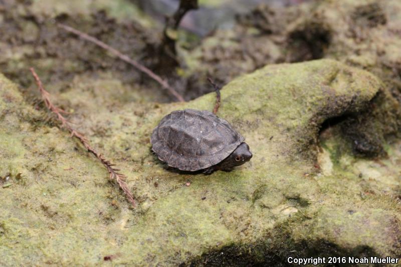 Loggerhead Musk Turtle (Sternotherus minor minor)