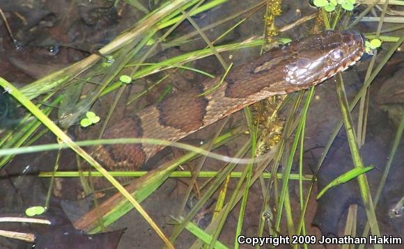 Northern Watersnake (Nerodia sipedon sipedon)