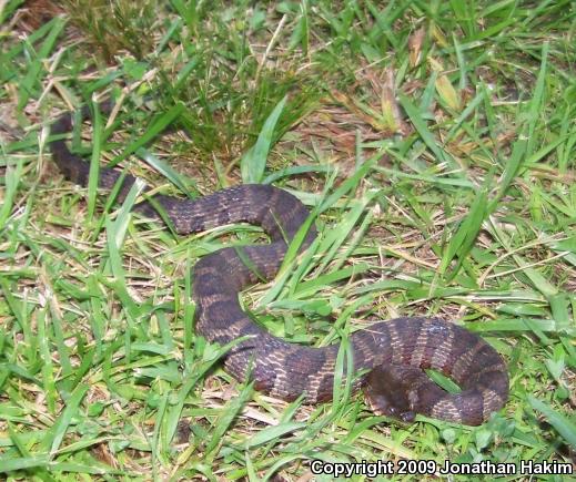 Northern Watersnake (Nerodia sipedon sipedon)