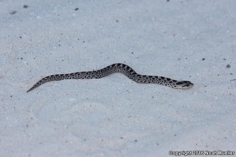 Southern Hog-nosed Snake (Heterodon simus)