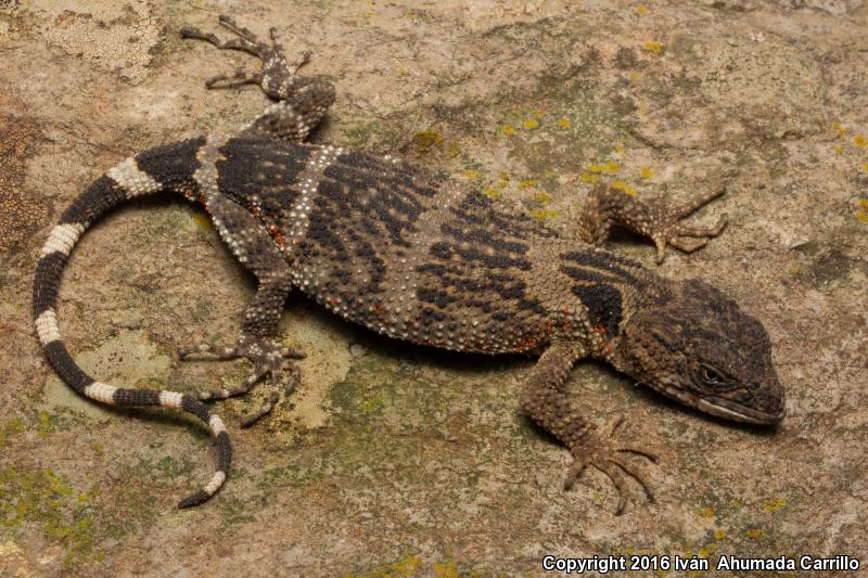 Flathead Knob-scaled Lizard (Xenosaurus platyceps)