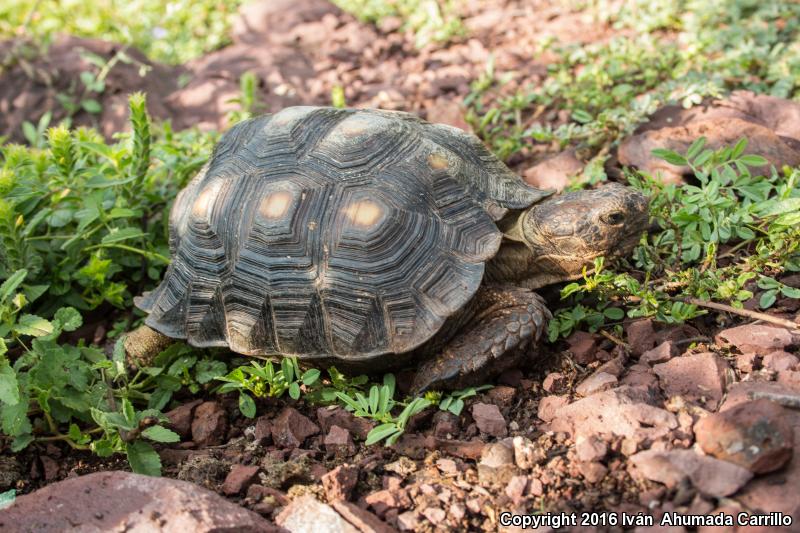 Texas Tortoise (Gopherus berlandieri)