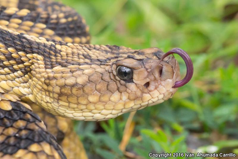 Tontonacan Rattlesnake (Crotalus totonacus)