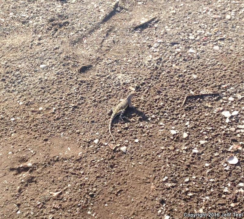 Carmen Island Zebra-tailed Lizard (Callisaurus draconoides carmenensis)