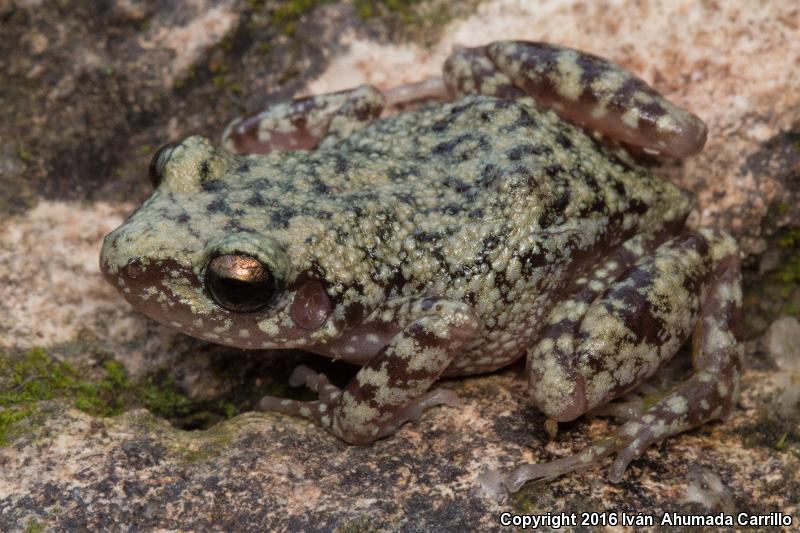 Bigear Chirping Frog (Eleutherodactylus verrucipes)