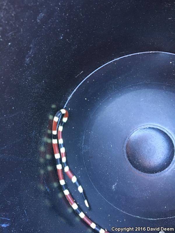 Arizona Coralsnake (Micruroides euryxanthus euryxanthus)