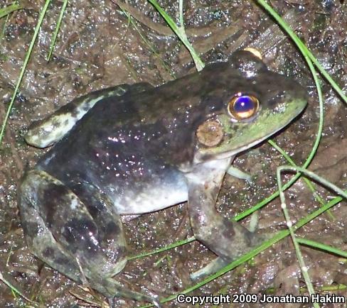 American Bullfrog (Lithobates catesbeianus)