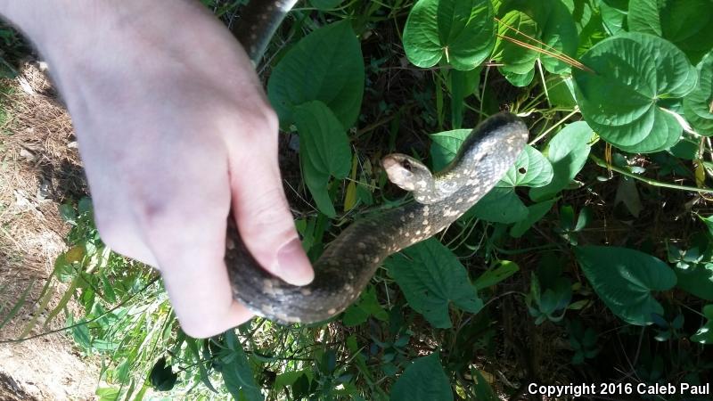 Buttermilk Racer (Coluber constrictor anthicus)