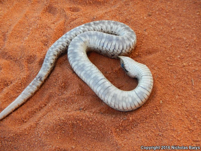 Southern Hog-nosed Snake (Heterodon simus)