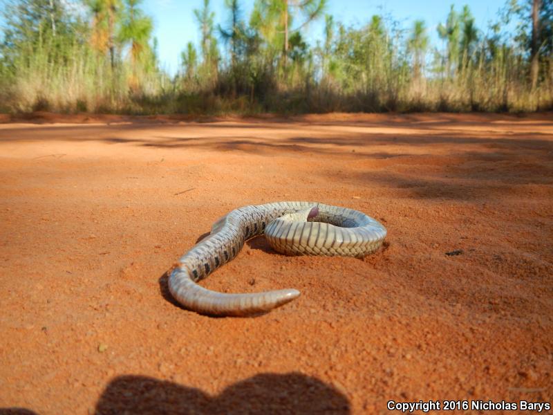 Southern Hog-nosed Snake (Heterodon simus)