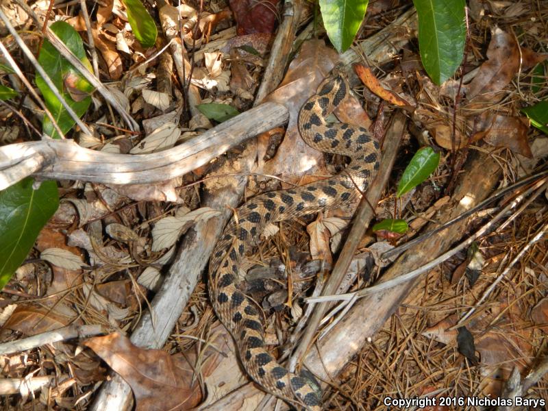 Southern Hog-nosed Snake (Heterodon simus)