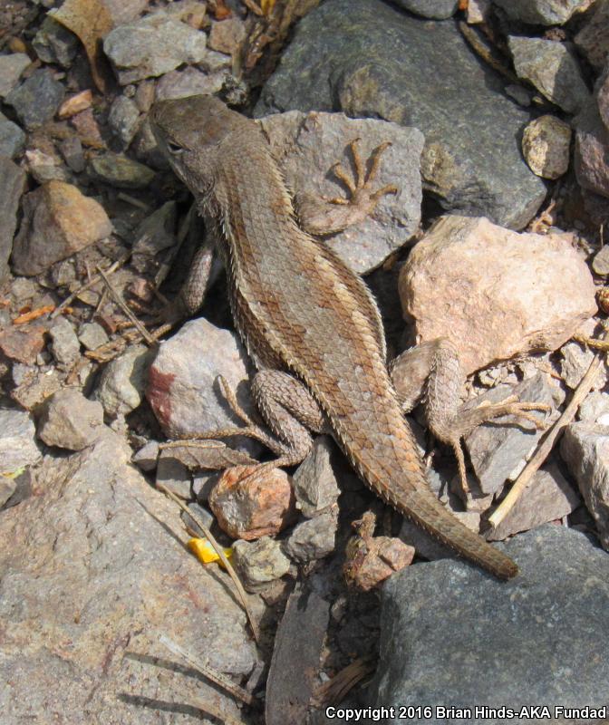 Striped Plateau Lizard (Sceloporus virgatus)