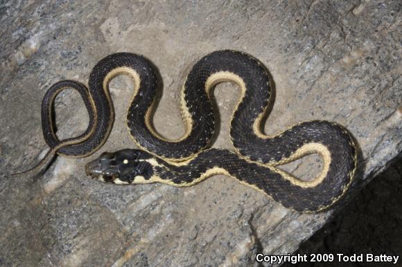 Sierra Gartersnake (Thamnophis couchii)