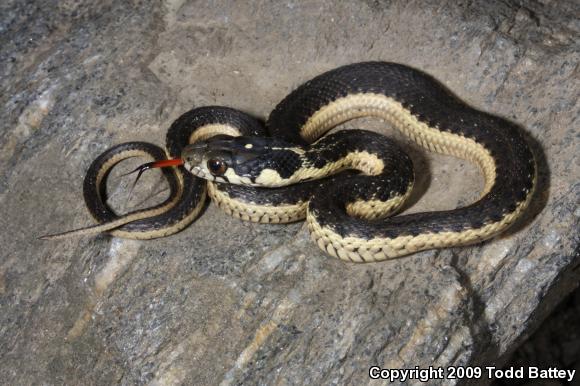 Sierra Gartersnake (Thamnophis couchii)