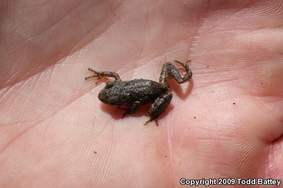 Baja California Treefrog (Pseudacris hypochondriaca)