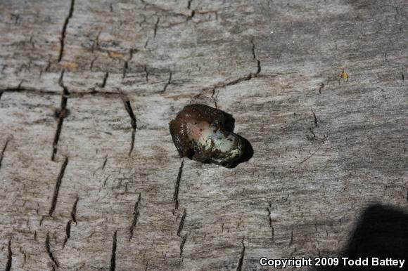 Baja California Treefrog (Pseudacris hypochondriaca)