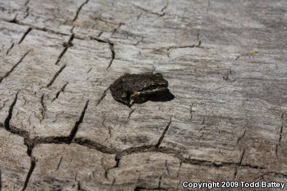 Baja California Treefrog (Pseudacris hypochondriaca)