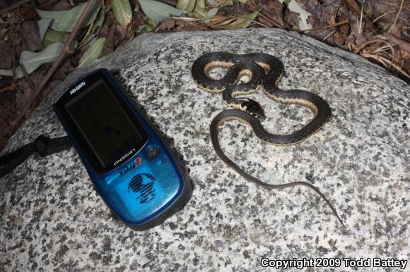 Sierra Gartersnake (Thamnophis couchii)