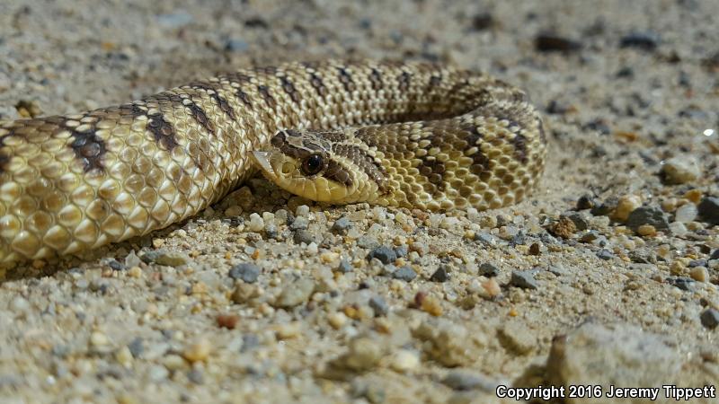 Mexican Hog-nosed Snake (Heterodon kennerlyi)