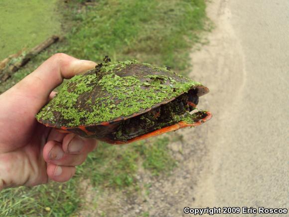 Painted Turtle (Chrysemys picta)