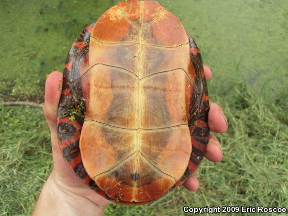 Painted Turtle (Chrysemys picta)