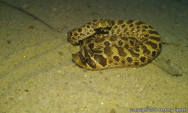 Mexican Hog-nosed Snake (Heterodon kennerlyi)