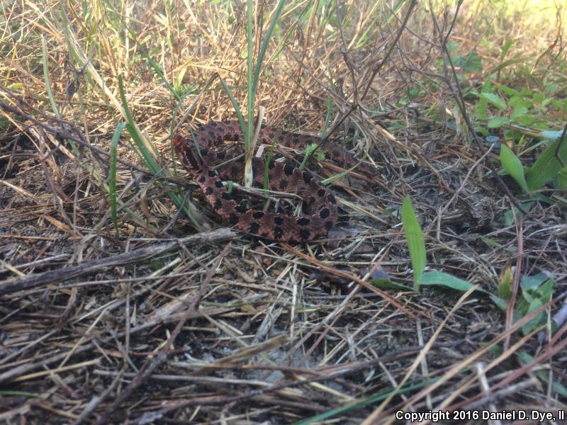 Carolina Pigmy Rattlesnake (Sistrurus miliarius miliarius)