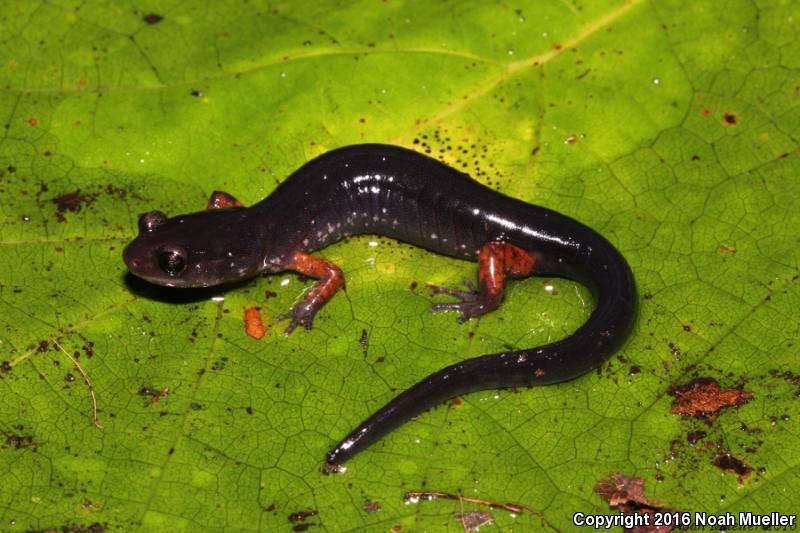 Red-legged Salamander (Plethodon shermani)