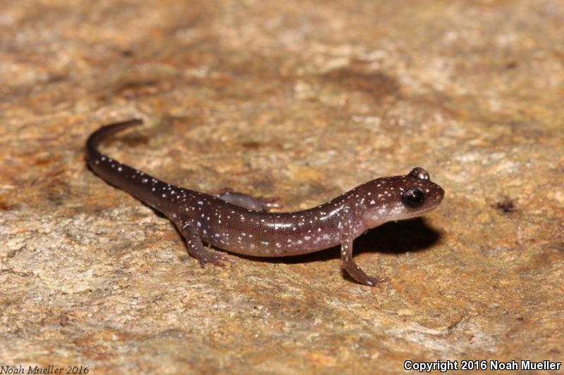 Southern Appalachian Salamander (Plethodon teyahalee)