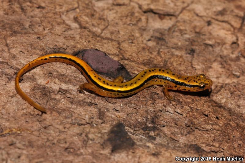 Blue Ridge Two-lined Salamander (Eurycea wilderae)