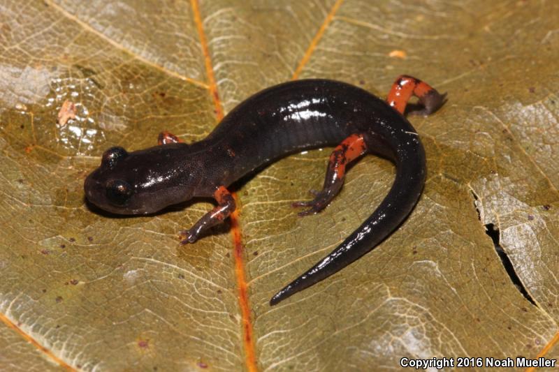 Red-legged Salamander (Plethodon shermani)