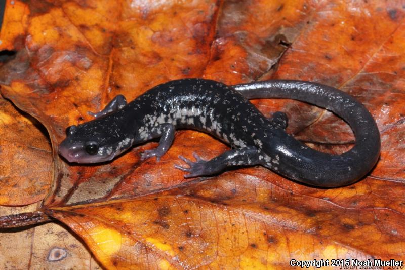 Chattahoochee Slimy Salamander (Plethodon chattahoochee)