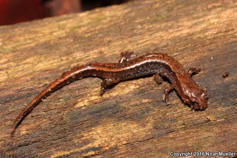 Seepage Salamander (Desmognathus aeneus)