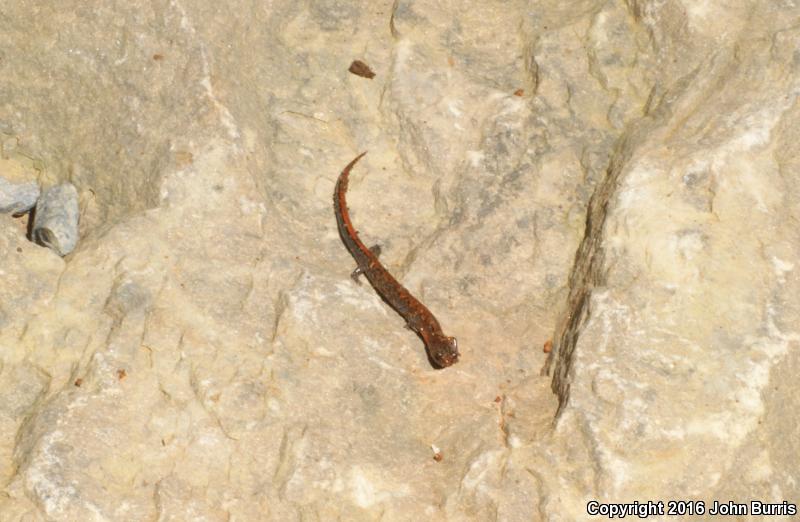 Northern Zigzag Salamander (Plethodon dorsalis)