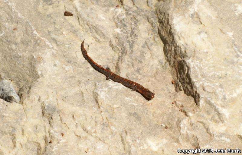 Northern Zigzag Salamander (Plethodon dorsalis)