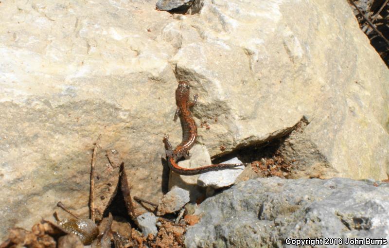 Northern Zigzag Salamander (Plethodon dorsalis)