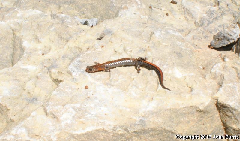 Northern Zigzag Salamander (Plethodon dorsalis)